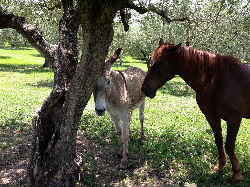 Caputaquis Bed and Breakfast Capaccio Buitenkant foto